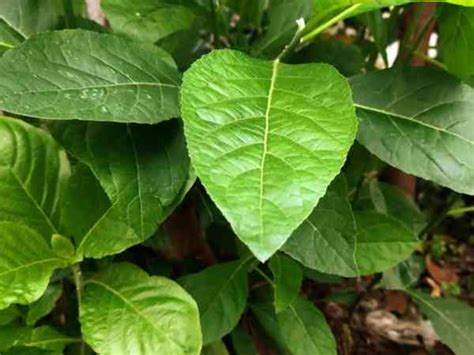 Vernonia Amygdalina Exploring The Wonders Of A Miracle Plant Tv Health