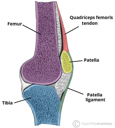The Knee Joint Articulations Movements Injuries Teachmeanatomy