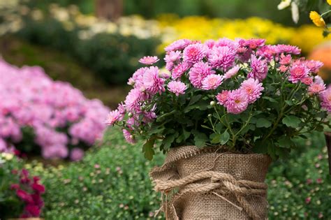 How To Plant And Grow Chrysanthemums Guide Install It Direct