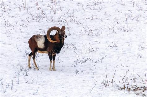 Mouflon Male In Winter Wild Nature Ovis Musimon Stock Photo Image Of