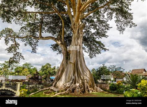 Giant Ancient Cotton Tree Or Kapok Ceiba Pentandra In Magra Village