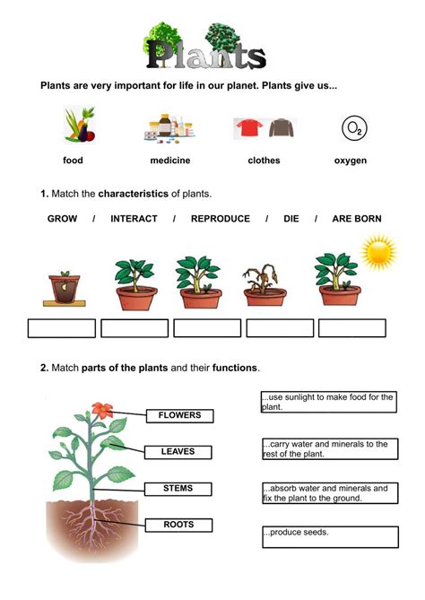 I'm putting together a display on growing plants/life cycles and would like to include some key words for further development. Plants review exercise