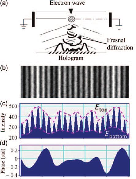 Effect Of Fresnel Diffraction On Amplitude And Phase Of Electron Waves