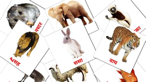 Top 100 Sea Animals In Marathi