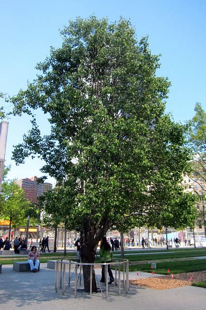 Nyc National September 11 Memorial Survivor Tree A Photo On Flickriver