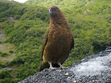 Kea Wallpaper 2048x1536 58654