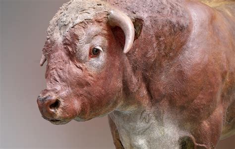 Bull Free Stock Photo Public Domain Pictures