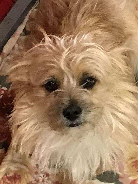 Lesė animal charity organization has been founded in 2007 in lithuania. Pets for Adoption at Humane Society of Highlands County ...