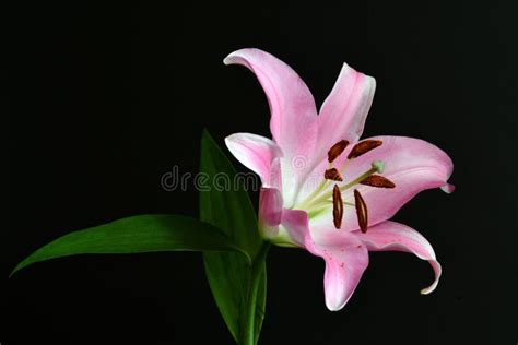 Closeup Of Pink Stargazer Lily On A Black Background Stock Image