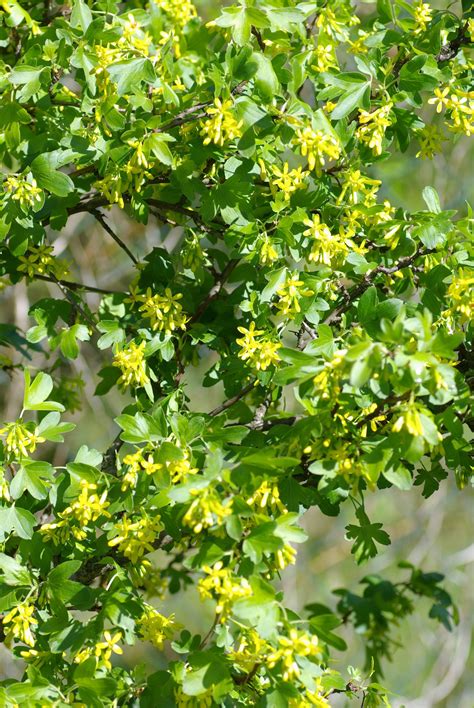 Ribes Aureum Known By The Common Names Golden Currant Clove Currant