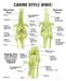 Canine Knee Model #9050 for sale | Anatomy Now