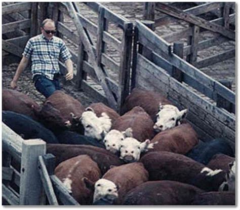 1000+ images about slaughterhouse workers on Pinterest