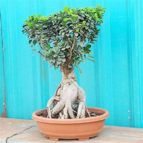 Green 10 Years Old Ficus Plant Plant For Garden 25 Feet At Rs 5000