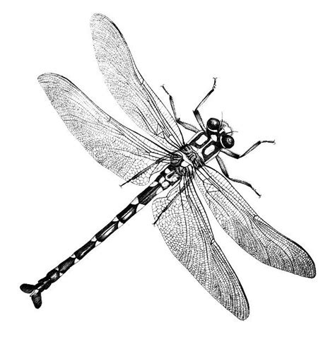 Best Dragonfly Illustrations Royalty Free Vector Graphics And Clip Art