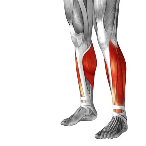 Human Lower Legs Anatomy Images Search Images On Everypixel