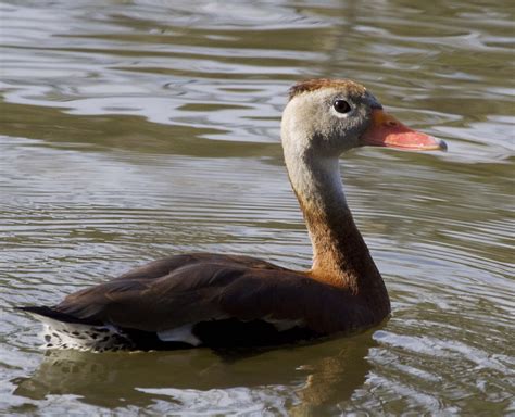 Pictures And Information On Black Bellied Whistling Duck