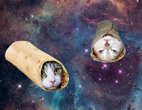 Cats On Twitter Space Cat Galaxy Cat Weird Animals