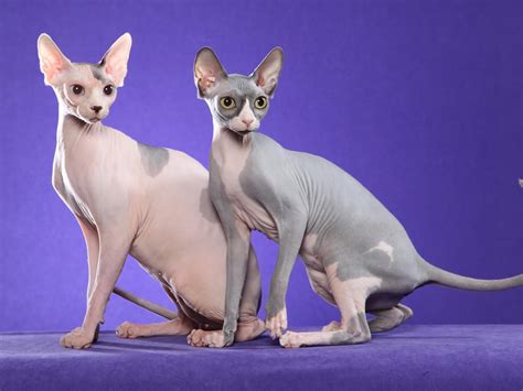 Regardless of which group you identify with, it's true that the hairless sphinx is an awesome cat to photograph. Sphynx Cat Wallpapers | Fun Animals Wiki, Videos, Pictures ...