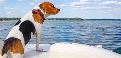 Safety Tips For Taking Your Dog Boating My Pet Needs That
