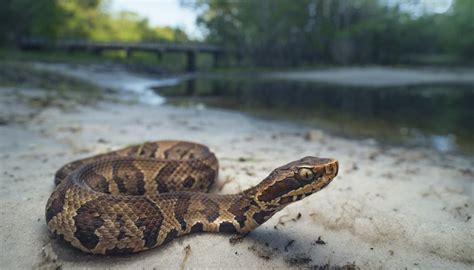 How To Identify A Water Moccasin Sciencing