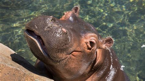 Fiona The Hippo Kisses Mom Bibi And It Is The Sweetest Thing