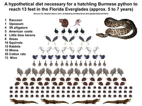 Invasive Species Burmese Python