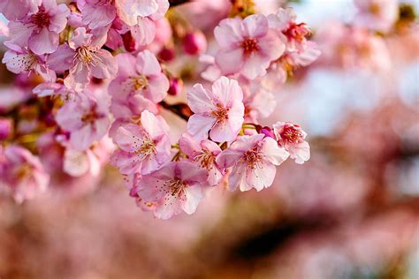 Pink Plum Blossoms Photograph By Dave Hansche Fine Art America