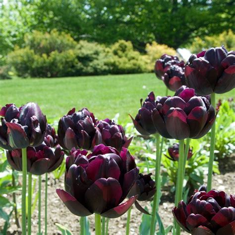 Tulip Black Hero White Flower Farm Planting Tulips Bulb Flowers