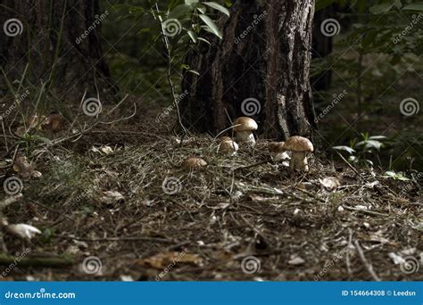 Mushrooms In The Woods Stock Photo Image Of Ecosystem 154664308