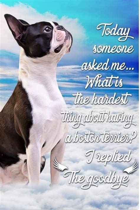 Find the best boston quotes, sayings and quotations on picturequotes.com. Pin by Tracy Downey on Boston Terriers in 2020 | Boston terrier art, Dog quotes, Boston terrier