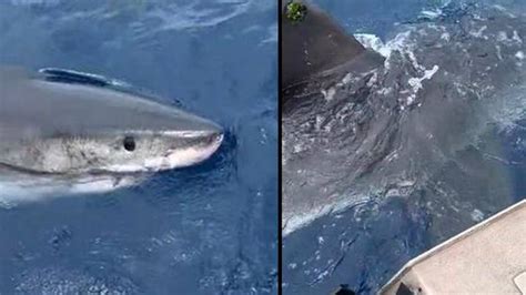 Australia Huge Great White Shark Comes Face To Face With Fishermen