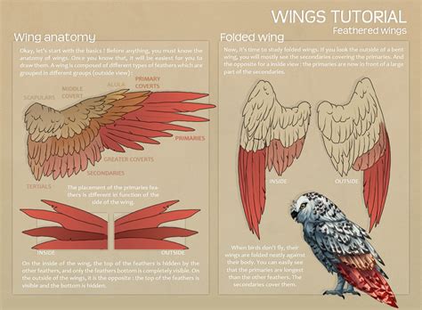 Www.instagram.com/tony_eight/ get 20% off on all products (for limited time only) with code: How to draw feathered wings | free3DTutorials.com