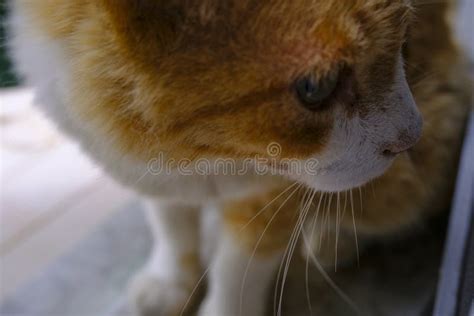 Close Up Portrait Of A Red And White Fluffy Cat Cat S Muzzle Stock