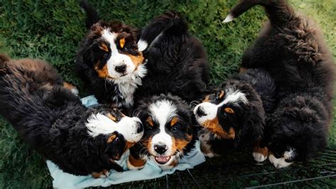 Our dogs are part of the family. PUPPY PARADISE!! Life with 14 Bernese Mountain Dogs!! Ep.2 ...