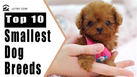Small Dog Breeds Top 10 Smallest Dog Breeds In The World Youtube
