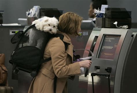 Maybe you would like to learn more about one of these? Allergic to Dogs on a Flight? What Travelers Need to Know ...