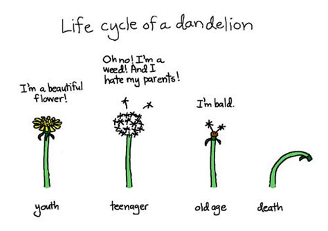 Dandelion Life Cycle