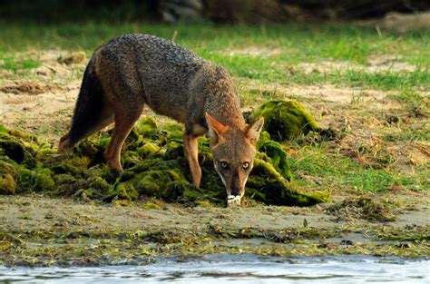 Belief in non-existent jackal horns leads to poaching of golden jackals