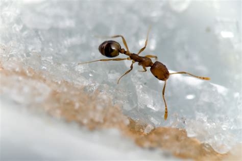 Argentine Ant Northwest Exterminating