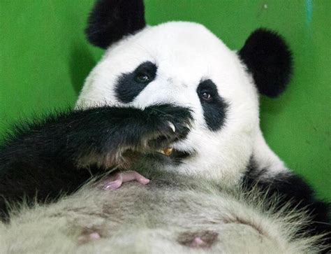 First Giant Panda Cub Born In Guangdong Province Cn
