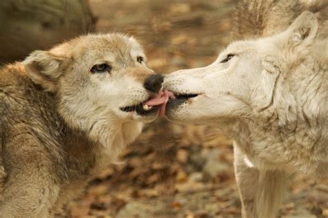 White Wolf Wolves Are Getting Some Wet Lovin 20 Photos Of Wolf Kisses