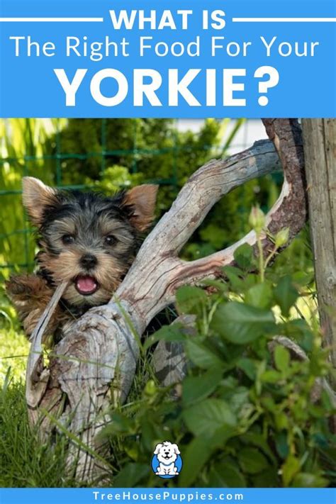 Best foods for yorkies comparison. What Is The Right Food For Your Yorkie? | Yorkie puppy ...