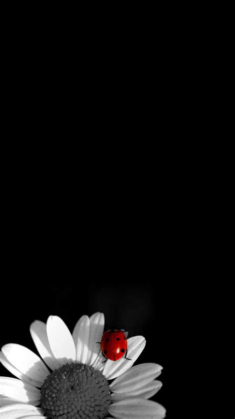 Black And White Floral Iphone Wallpaper Zendha