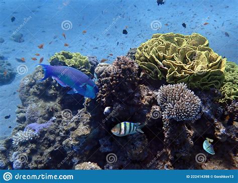 Beautiful Coral Reefs Of The Red Sea Near Eilat Israel Stock Photo