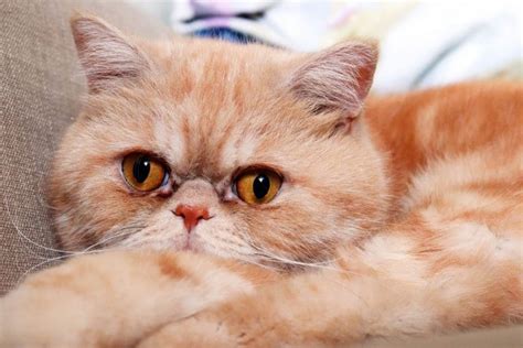 Top Cutest Cat Breeds Kulturaupice