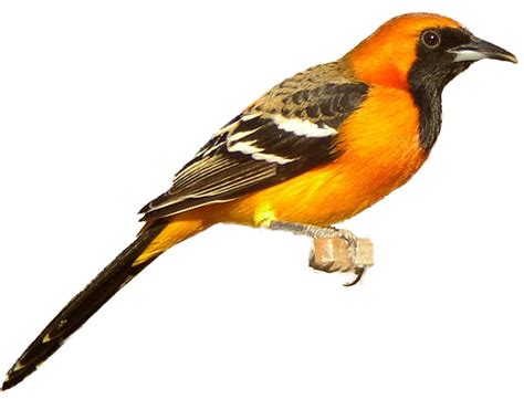 Finch Download Png Image Png Mart