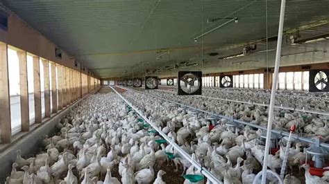 How Are Turkeys Cared For Canadian Food Focus