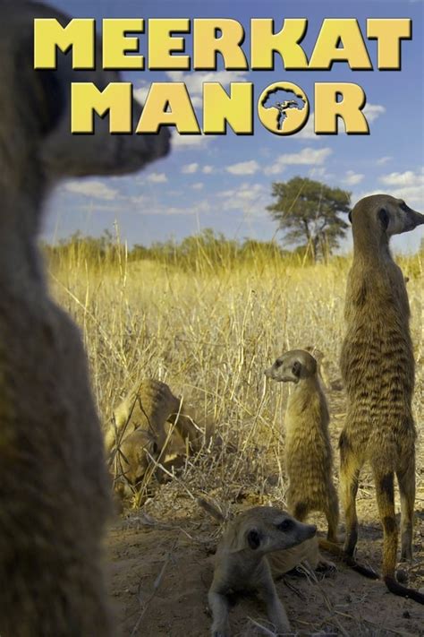 Meerkat Manor Tv Series 2005 2008 — The Movie Database Tmdb