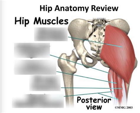 Posterior Hip Muscles Diagram Quizlet