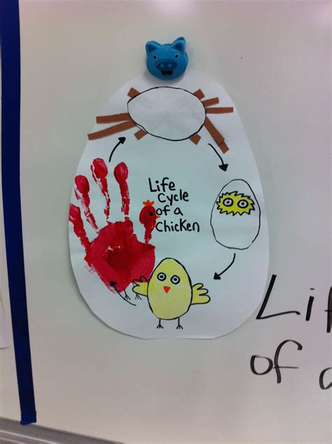 Chicken Life Cycle Craft Activity Chicken Life Cycle Craft Life
